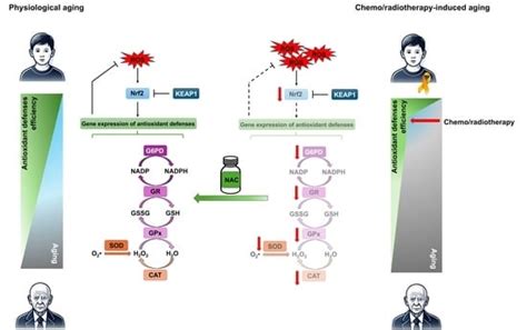 Redox Imbalance and Antioxidant Defenses Dysfunction: Key Contributors ...