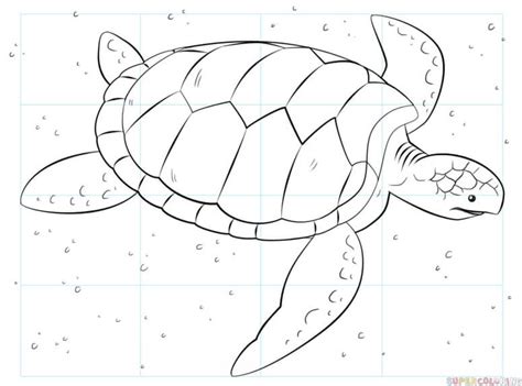 How to draw a sea turtle step by step drawing tutorials – Artofit