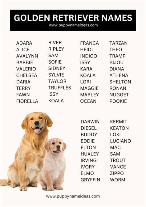 445+ Golden Retriever Names (With Meanings)