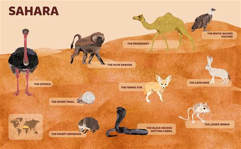 Animals – Sahara Desert | Desert animals, Sahara desert, Desert ecosystem