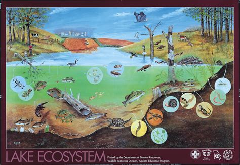 This is a lakes ecosystem | Apologia biology, Ecosystems, Ecology