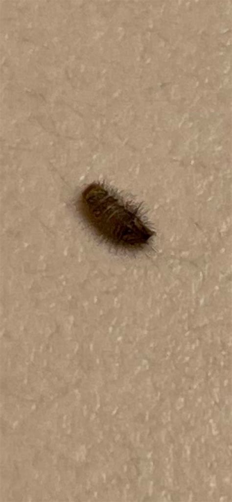 Is this without a doubt a carpet beetle larvae? We haven’t saw any ...