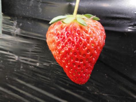 什么是丹东99草莓？为什么这么叫呢？这种草莓来源于哪里啊_百度知道
