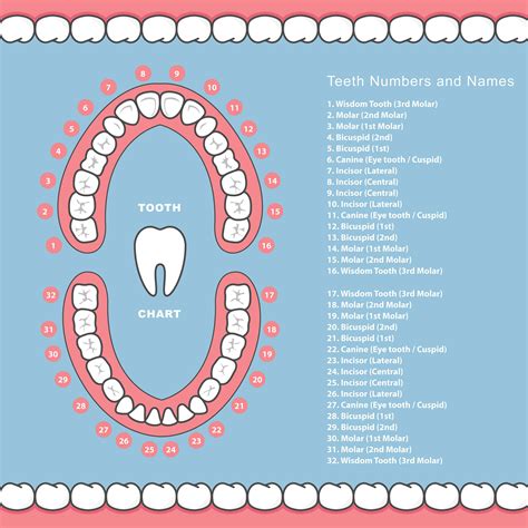 Dental Tooth Numbers Chart | Teeth Numbers And Names system | Teeth ...