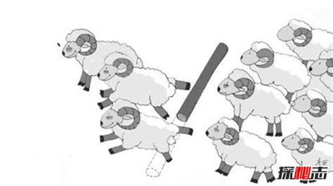 羊群效应的真实案例 羊群效应产生的原因_探秘志