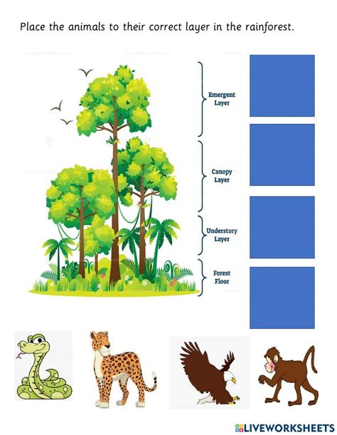Rainforest Layers Worksheet 的图像结果