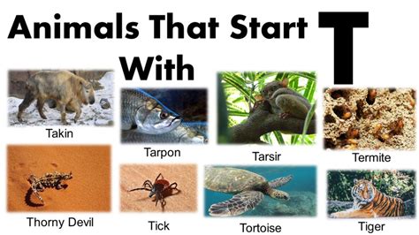 Animals That Begin With T | PDF - GrammarVocab