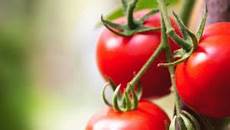 lista alimenti contenenti iodio lista alimenti senza sale eccoli tutti lista alimenti contenenti iodio lista alimenti senza sale eccoli tutti