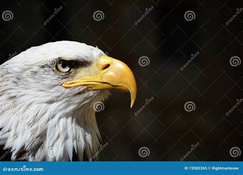 American Bald Eagle Head Shot Stock Image - Image of bird, freedom ...