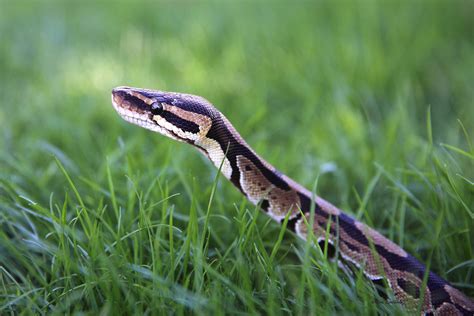 Royal Python Setup Guide 的图像结果