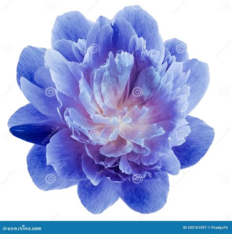 Peony Blue Flower Isolated on a White Background. Close-up. for Design ...
