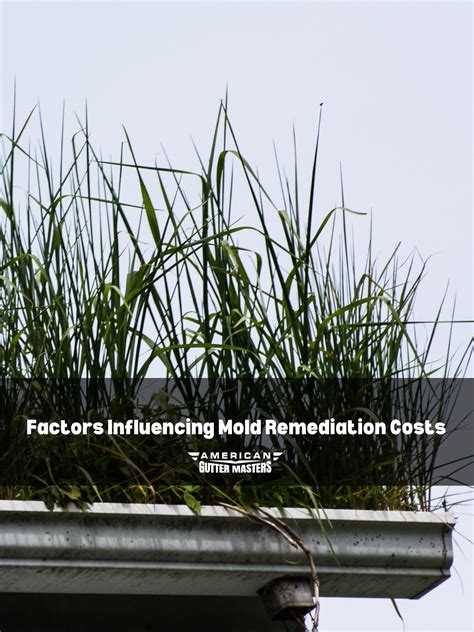 How Much Does Mold Remediation Cost? - americanguttermasters.com
