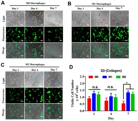 Culture Dimensionality Regulates Protein Expression and Bioactivity in ...