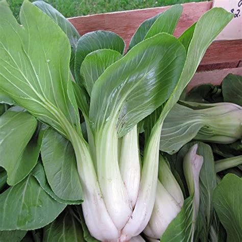 Bok Choy Pak Choi Brassica rapa Seeds for planting leafy Asian vegetab ...