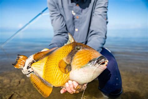Image result for Catching Triggerfish