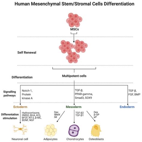 Mesenchymal Stem/Stromal Cells Derived from Human and Animal Perinatal ...