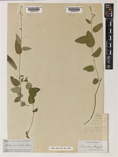 Desmodium psilophyllum Schltdl. | Plants of the World Online | Kew Science