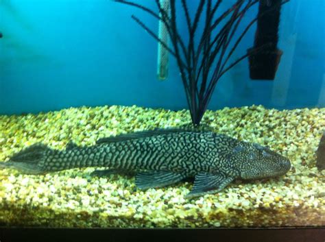 Aquarium Sucker Fish