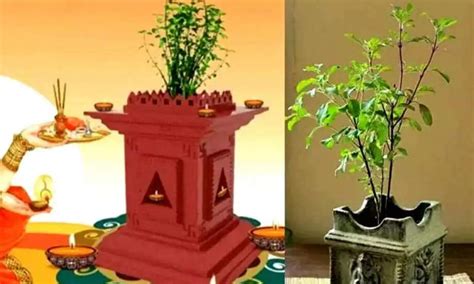 Why do we keep coins in Tulsi plant? This remedy done during Navratri ...