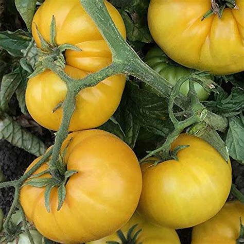 Tomato Yellow Oblate Seeds - Heirloom, Bright Yellow, Perfect for Salads