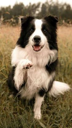 10 beautiful and intelligent animals to have as pets