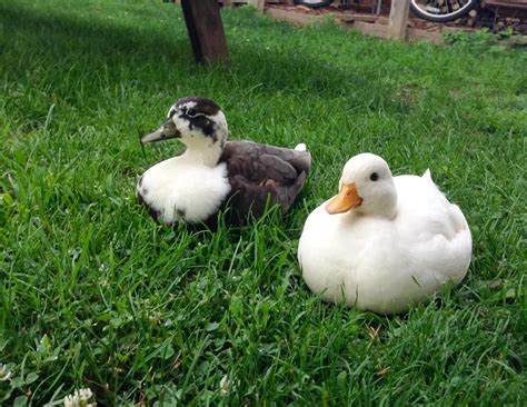 The Call duck: breed guide — Raising Ducks