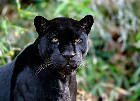 [300+] Black Panther Pictures | Wallpapers.com