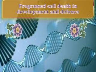 Image result for Cell Death Programed