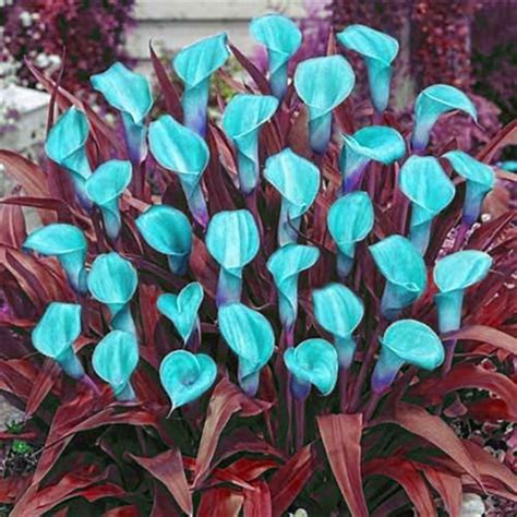 Calla Lily Bulbs Planting Bulbs,Ornamental,Garden,Attractive,Experience ...