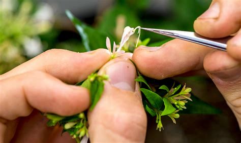 Journal of Genetics Genomics and Plant Breeding
