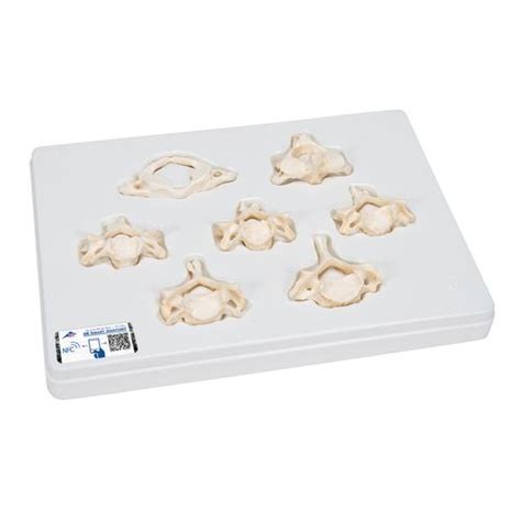 Anatomical Teaching Models - Plastic Vertebrae Model - Realistic ...