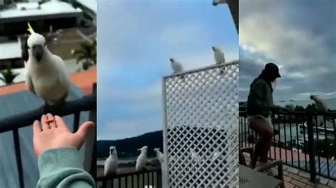 Girl feeds cockatoo at restaurant, bird returns with flock of parrots ...
