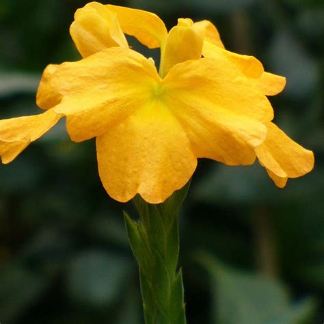 Crossandra Yellow - Flowering Plants | Best Price in 2023 at Plantparadise