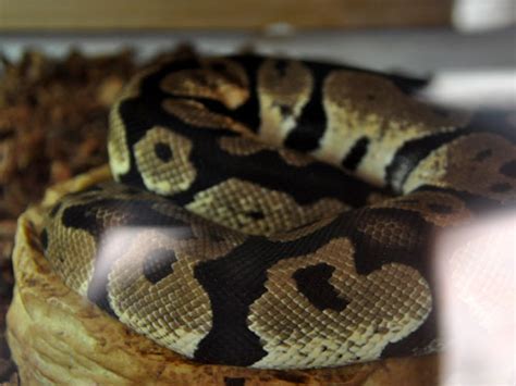 King Python 的图像结果