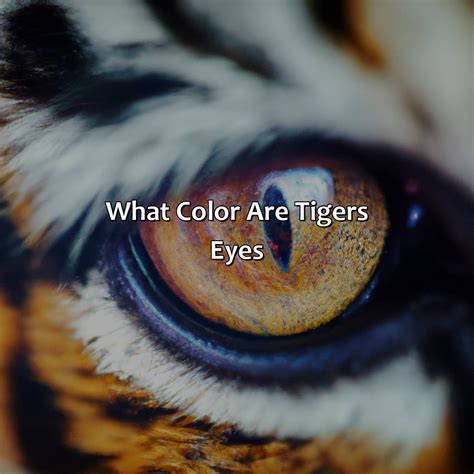 What Color Are Tigers Eyes - colorscombo.com