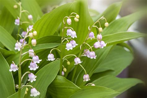 Lily Of The Valley Flower Pictures