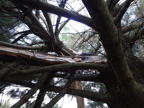 Exploding Trees Video 的图像结果