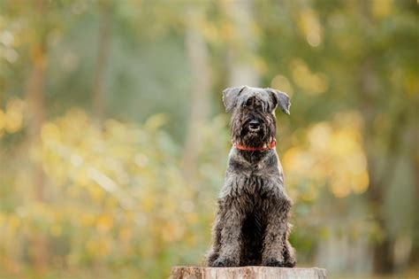 Miniature schnauzer dog at autumn park | Premium Photo