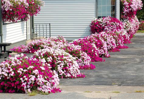 13 Flower Borders That Sizzle | Small flower gardens, Flower garden ...