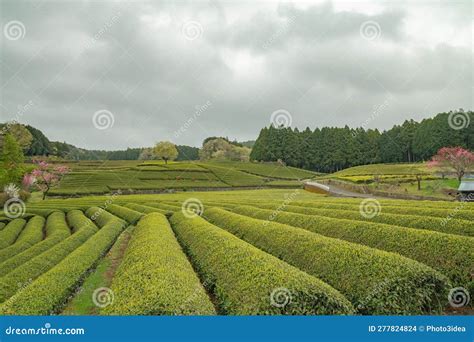 Tea Plantations Japan 的图像结果