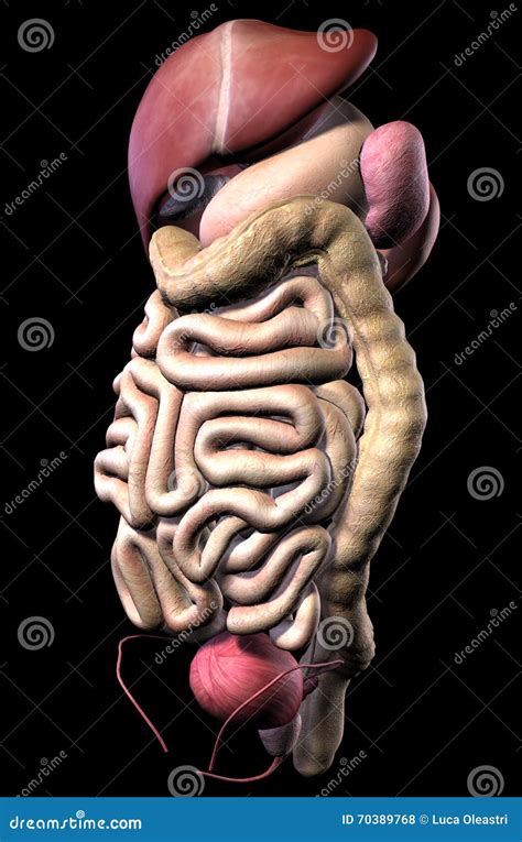 Human Male Digestive System Internal Organs Stock Illustrations – 1,966 ...