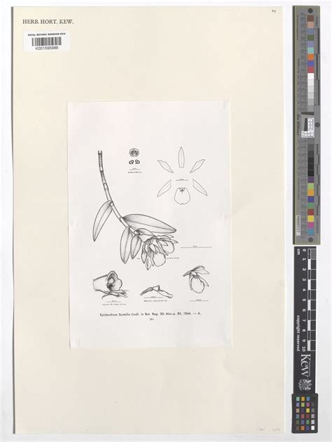 Epidendrum scutella Lindl. | Plants of the World Online | Kew Science