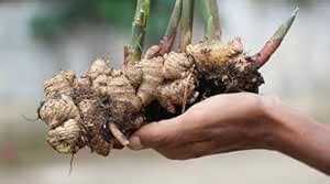 Galangal thai ginger plant Pack of 8 : Amazon.in: Garden & Outdoors