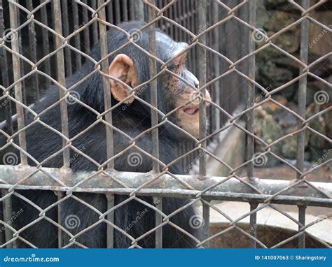 Monkey in a cage stock image. Image of fence, locked - 141007063