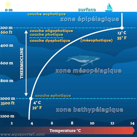 Couche euphotique : définition et explications