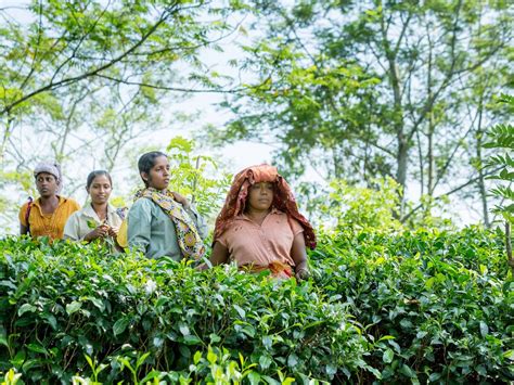 TEA LIBRARY Guide (2026) All You Need to Know BEFORE You Go (with Photos)