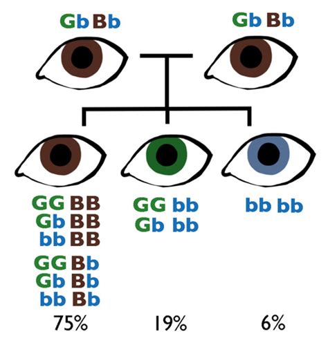 Eye Color Genetics 的图像结果