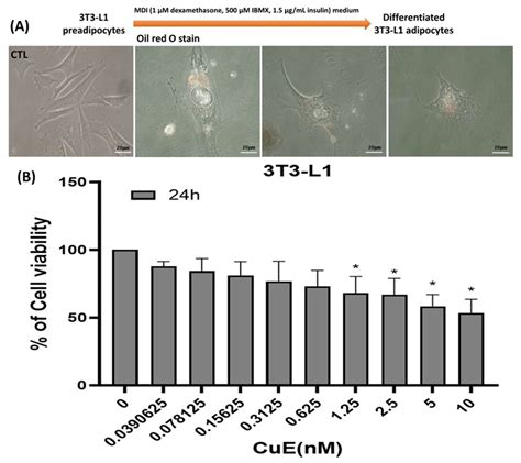 Cucurbitacin E Suppresses Adipogenesis and Lipid Accumulation in 3T3-L1 ...