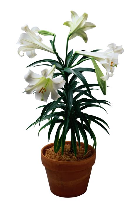 Artificial Easter Lily Plants Huge Cheap | www.oceanproperty.co.th
