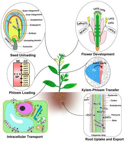 Amino Acid Transporters in Plants: Identification and Function